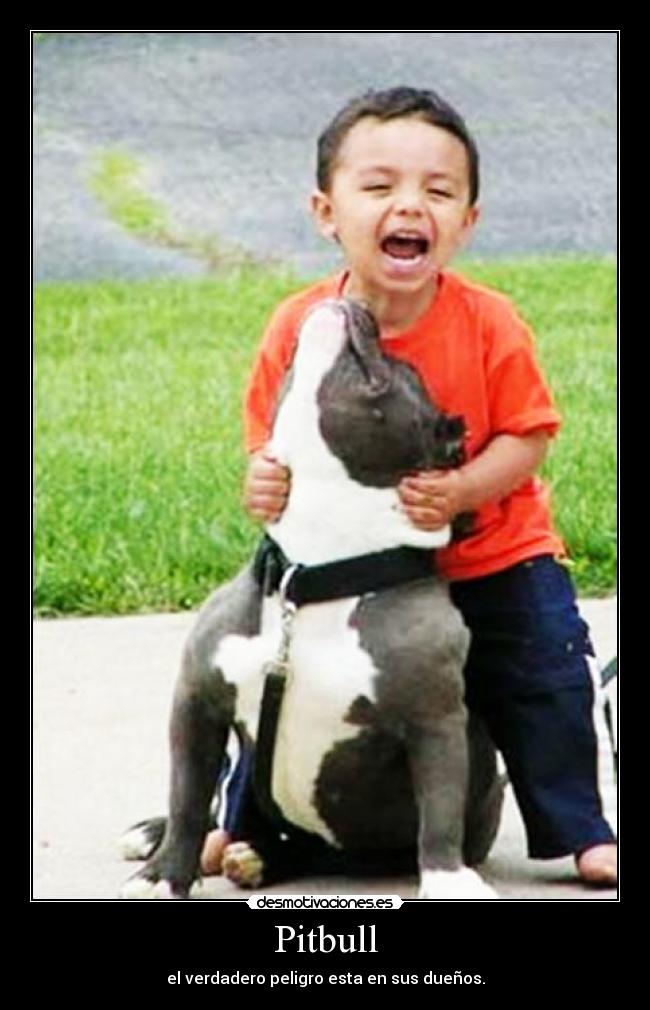 Pitbull - el verdadero peligro esta en sus dueños.