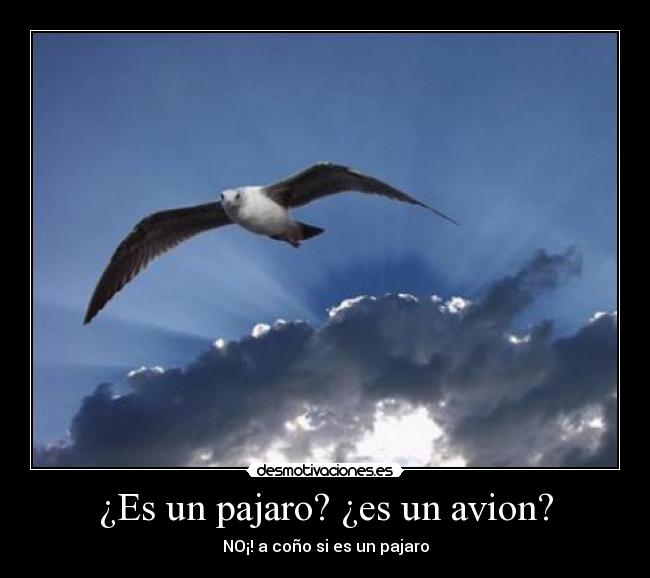 ¿Es un pajaro? ¿es un avion? - 
