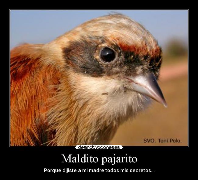 Maldito pajarito - Porque dijiste a mi madre todos mis secretos...