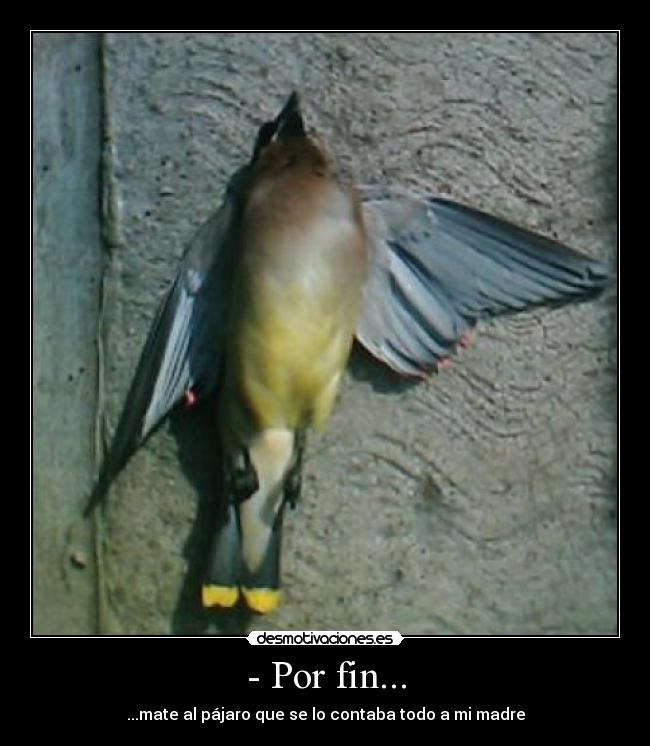 - Por fin... - ...mate al pájaro que se lo contaba todo a mi madre