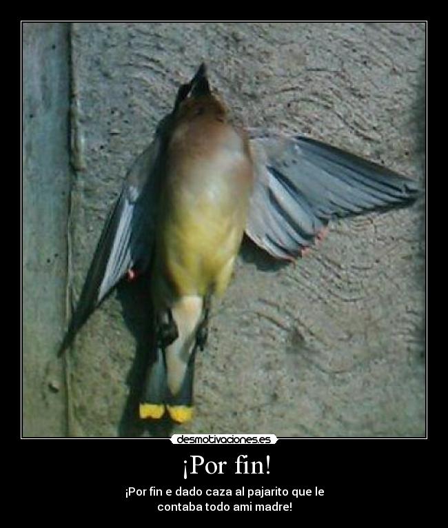 ¡Por fin! - ¡Por fin e dado caza al pajarito que le
contaba todo ami madre!