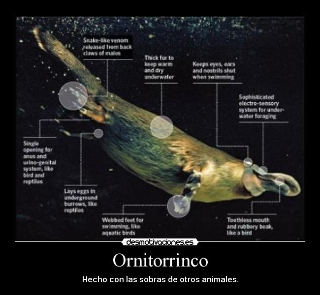 carteles ornitorrinco desmotivaciones