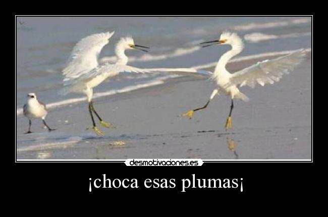 ¡choca esas plumas¡ - 