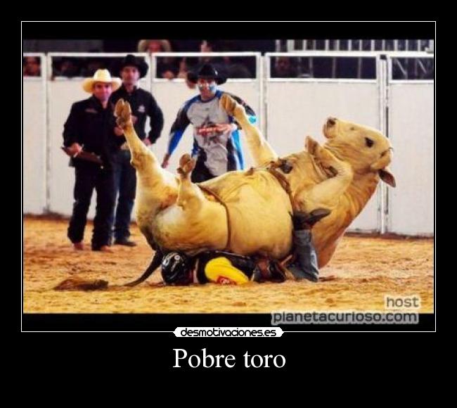 Pobre toro - 