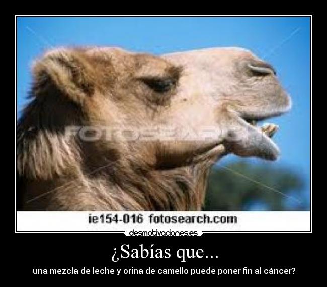 ¿Sabías que... - una mezcla de leche y orina de camello puede poner fin al cáncer?