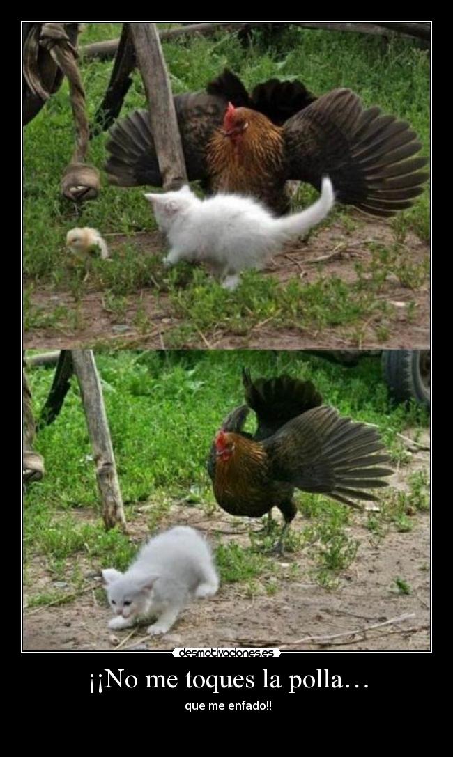 ¡¡No me toques la polla… - 