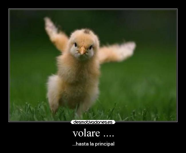 volare .... - 