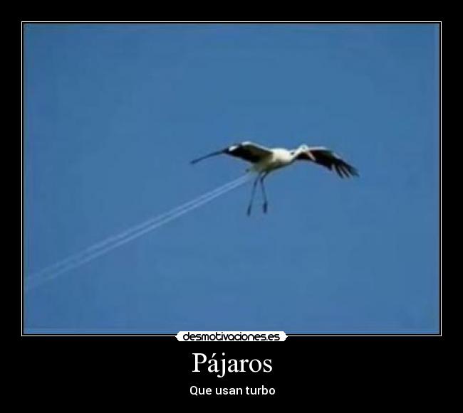 Pájaros - 