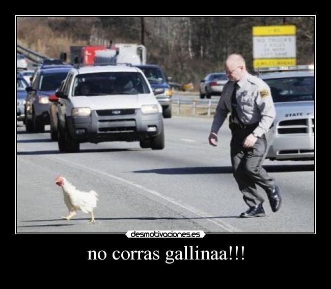 no corras gallinaa!!! - 