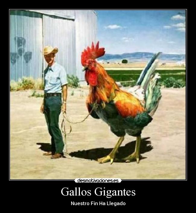 Gallos Gigantes - 