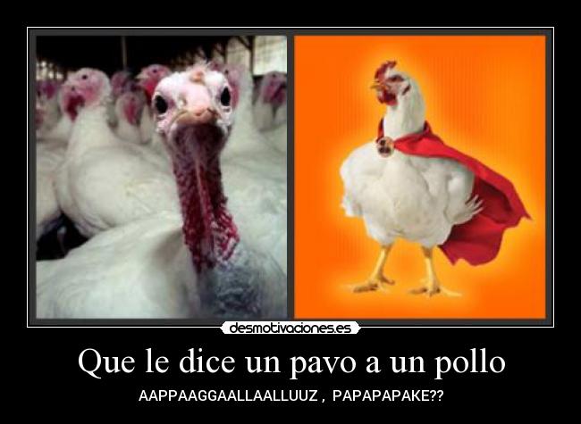 Que le dice un pavo a un pollo -