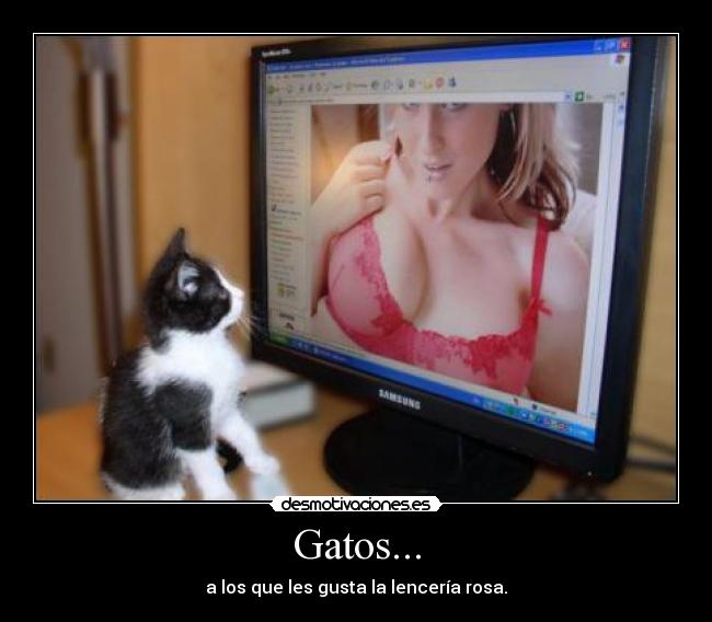 Gatos... - 