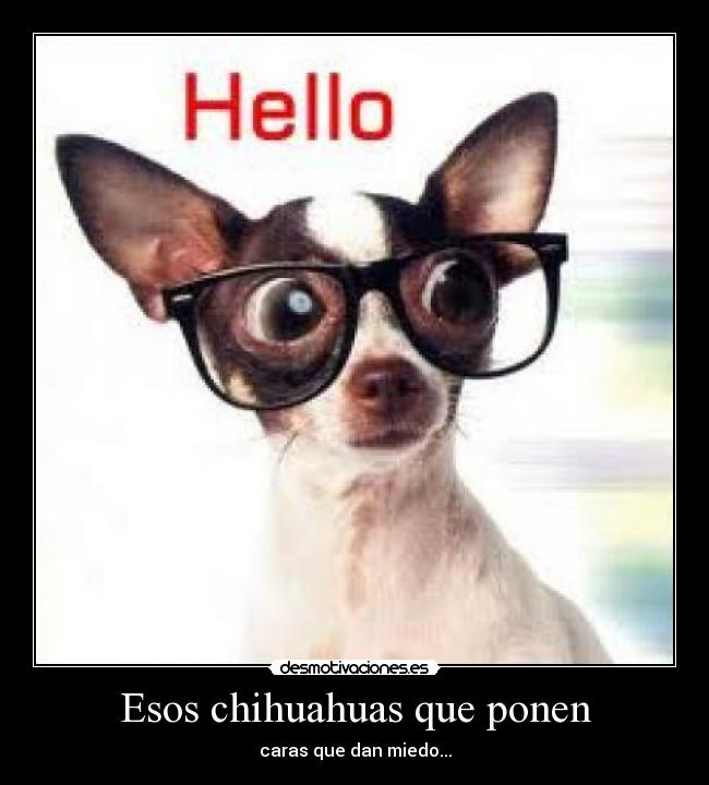 Esos chihuahuas que ponen - caras que dan miedo...