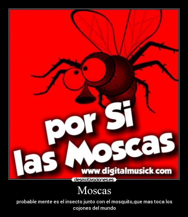Moscas - probable mente es el insecto junto con el mosquito,que mas toca los
cojones del mundo