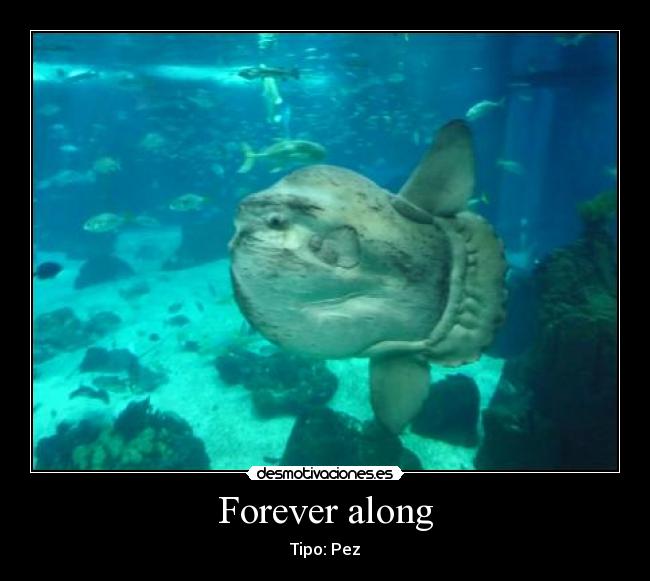 Forever along - Tipo: Pez