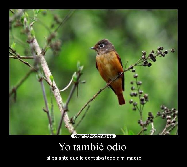 Yo tambié odio - al pajarito que le contaba todo a mi madre
