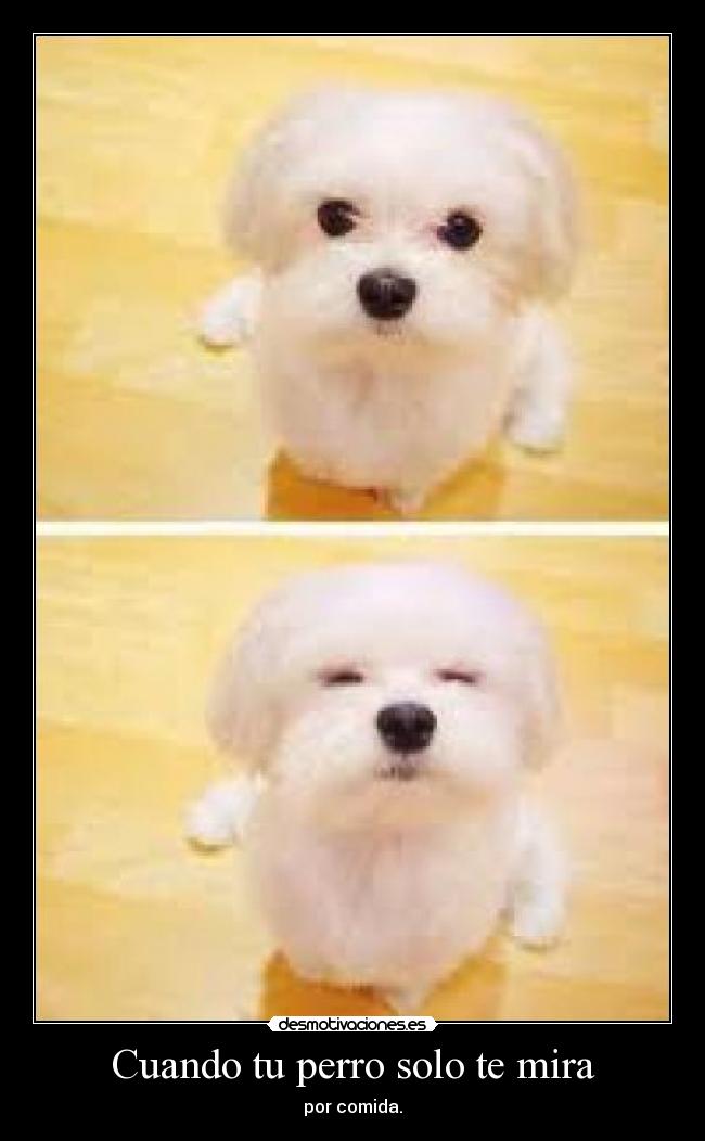 Cuando tu perro solo te mira - por comida.