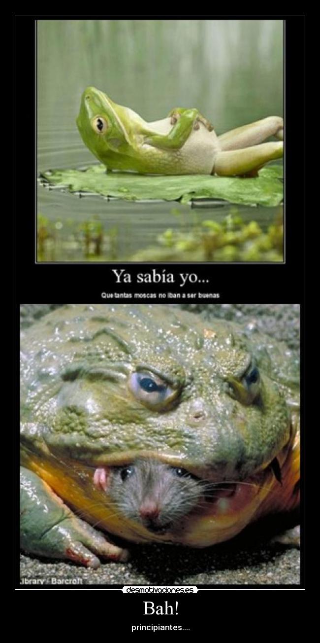 Bah! - principiantes....