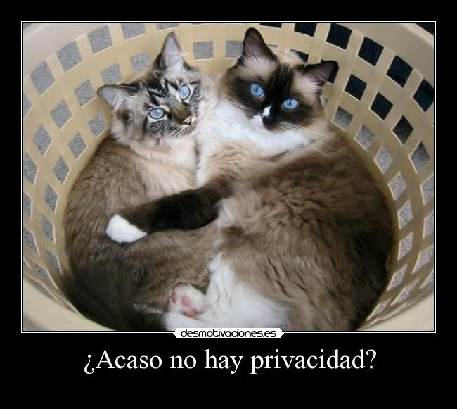 ¿Acaso no hay privacidad? -