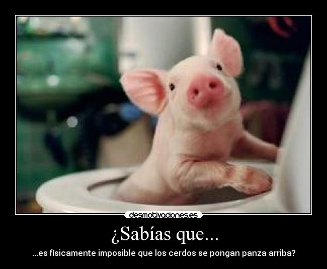 ¿Sabías que... - ...es físicamente imposible que los cerdos se pongan panza arriba?