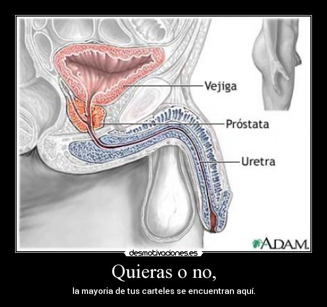 Quieras o no, -