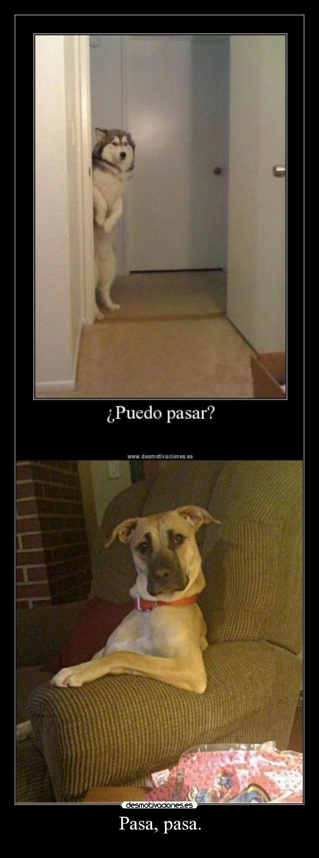 carteles perro desmotivaciones