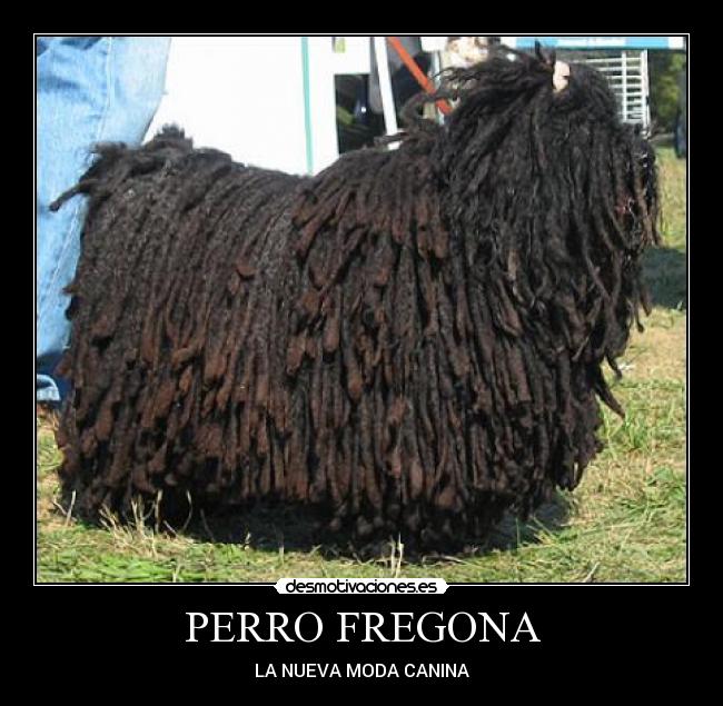 PERRO FREGONA - LA NUEVA MODA CANINA