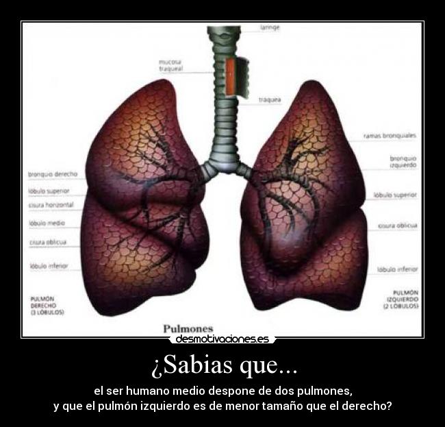 ¿Sabias que... - el ser humano medio despone de dos pulmones,
y que el pulmón izquierdo es de menor tamaño que el derecho?