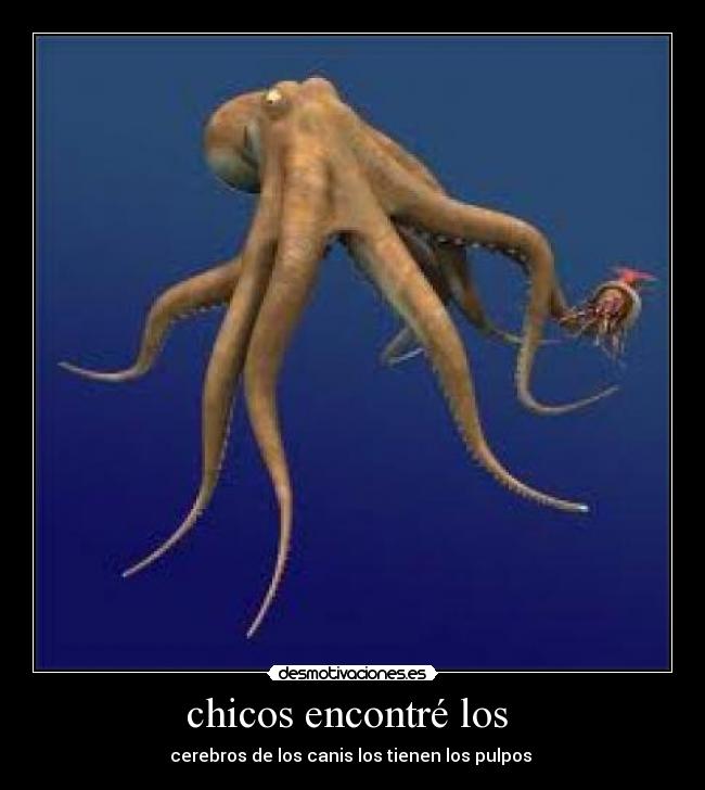 chicos encontré los - cerebros de los canis los tienen los pulpos