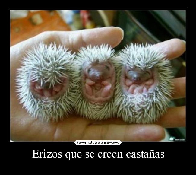 Erizos que se creen castañas - 