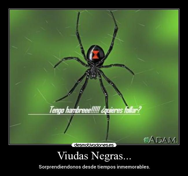 Viudas Negras... - Sorprendiendonos desde tiempos inmemorables.