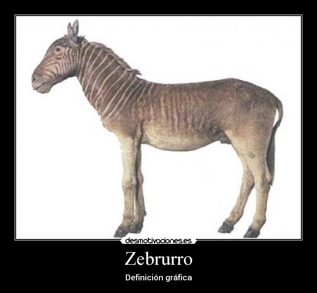 Zebrurro - Definición gráfica