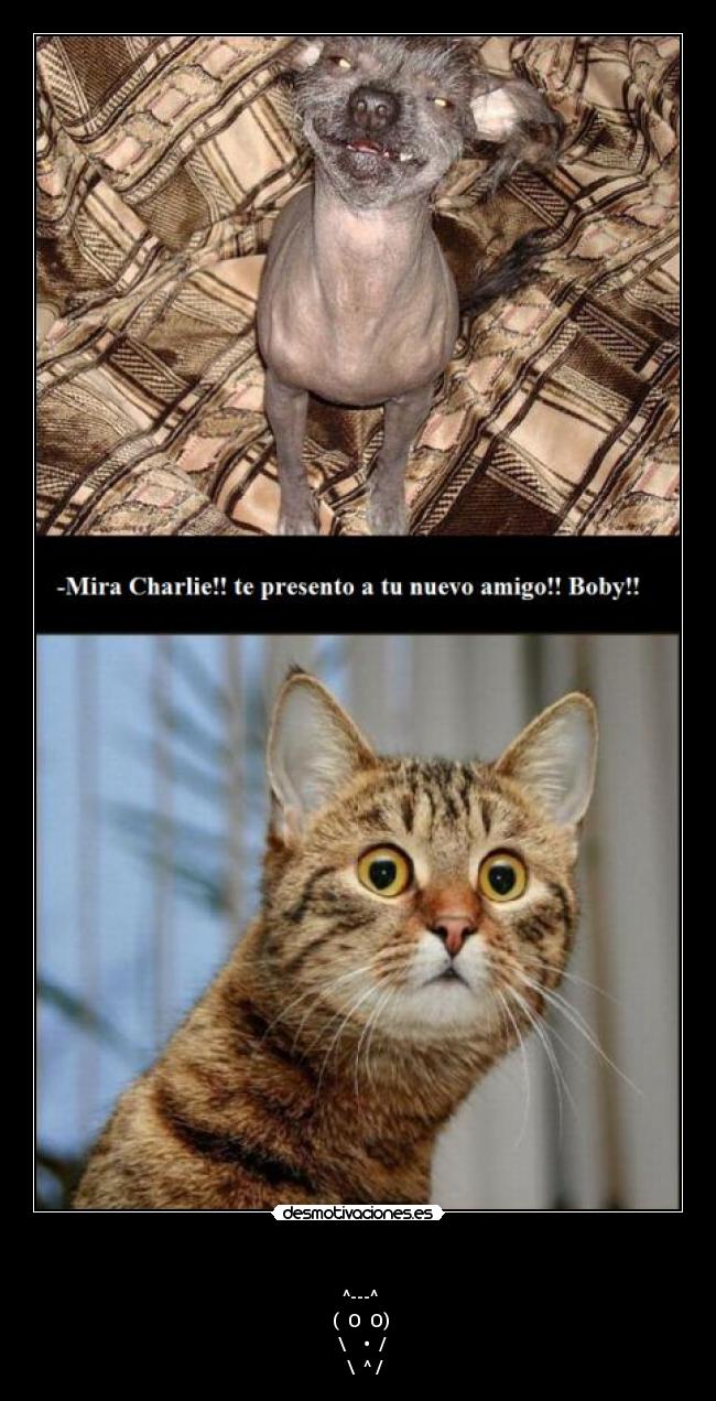 - ^---^
( O O)
\ • /
\ ^ /