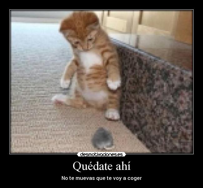 carteles quedate ahi desmotivaciones