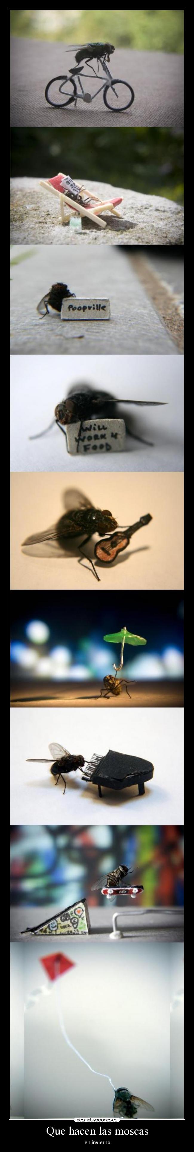 carteles las moscas desmotivaciones