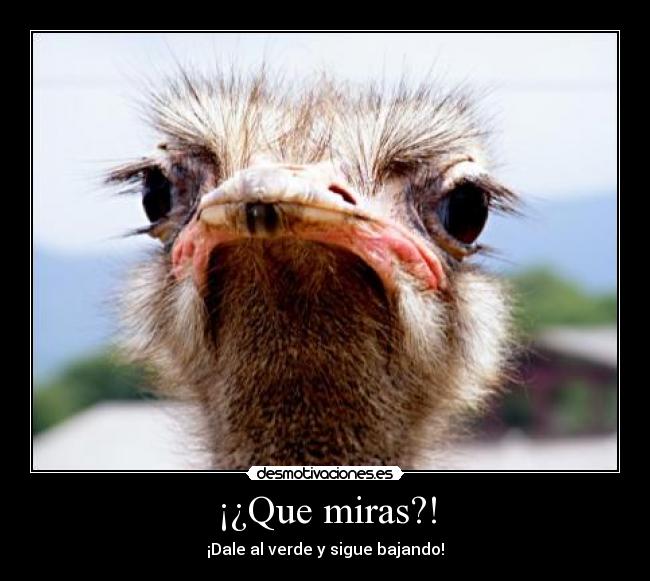 ¡¿Que miras?! - 