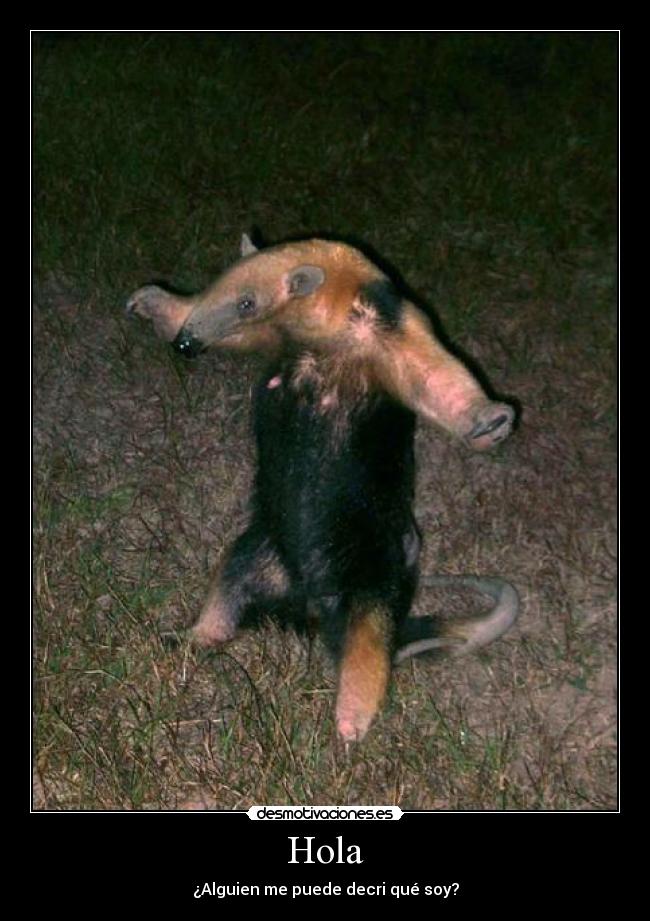Hola - ¿Alguien me puede decri qué soy?