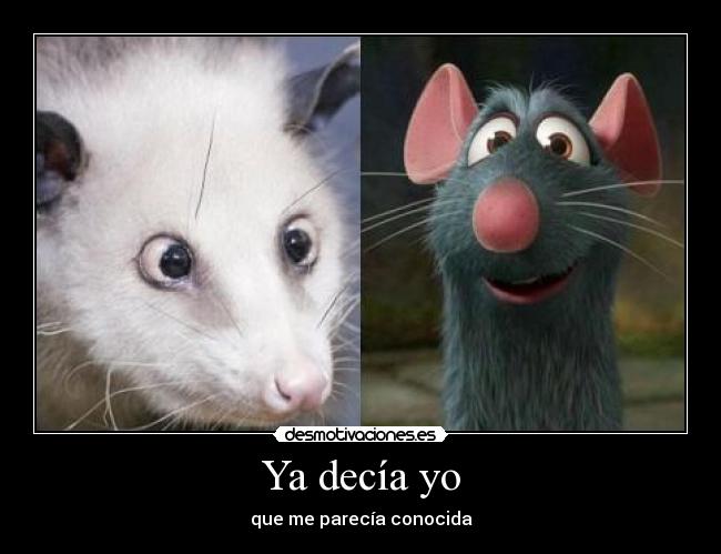 carteles zarigueya ratatouille desmotivaciones