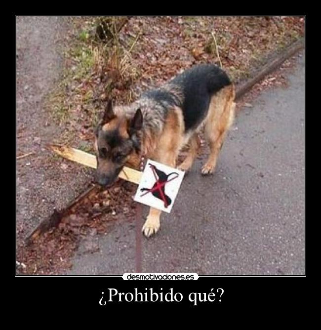 ¿Prohibido qué? - 