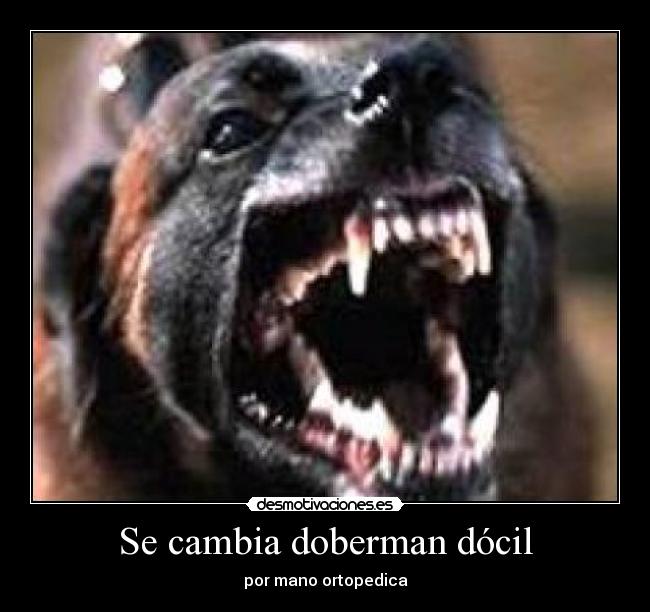 Se cambia doberman dócil -