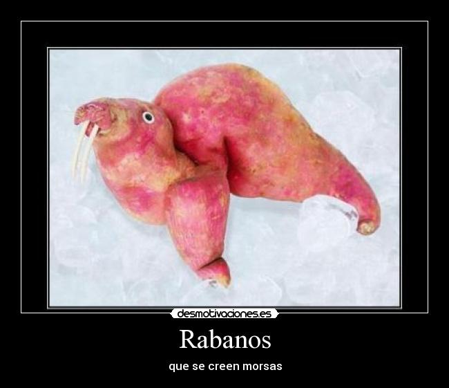 Rabanos - 
