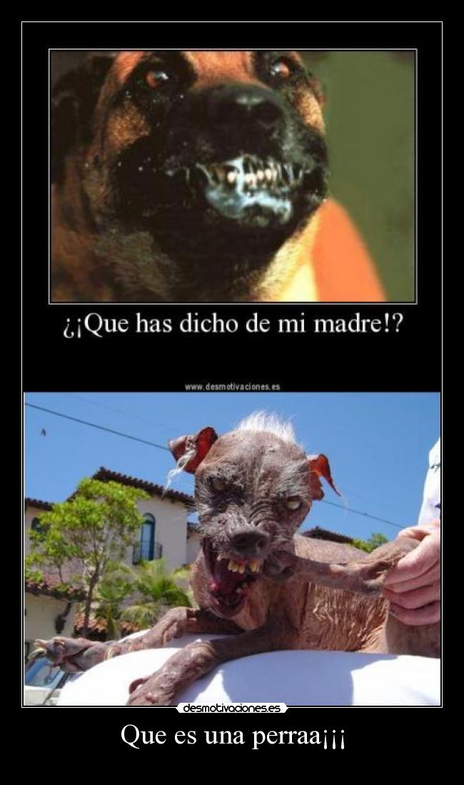 Que es una perraa¡¡¡ -