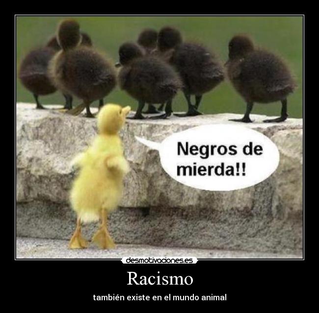 Racismo -