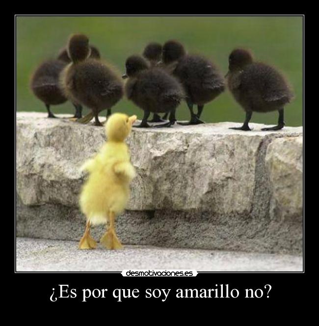 ¿Es por que soy amarillo no? -
