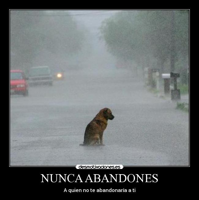 NUNCA ABANDONES - 