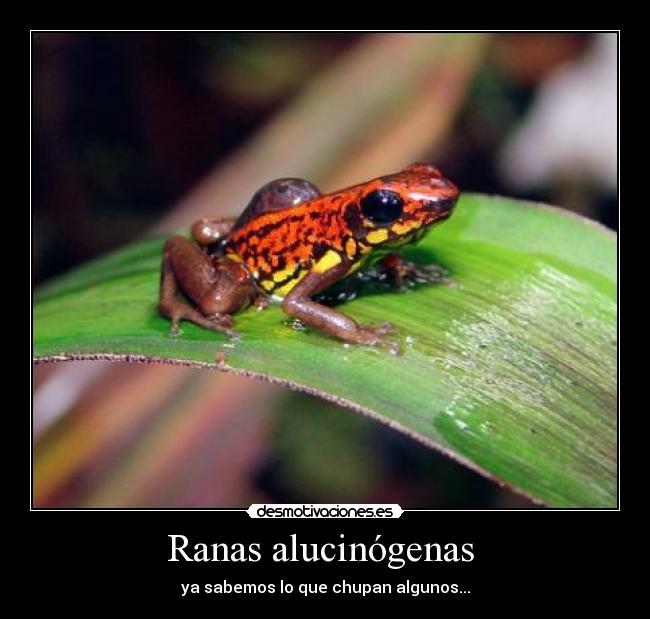 Ranas alucinógenas -