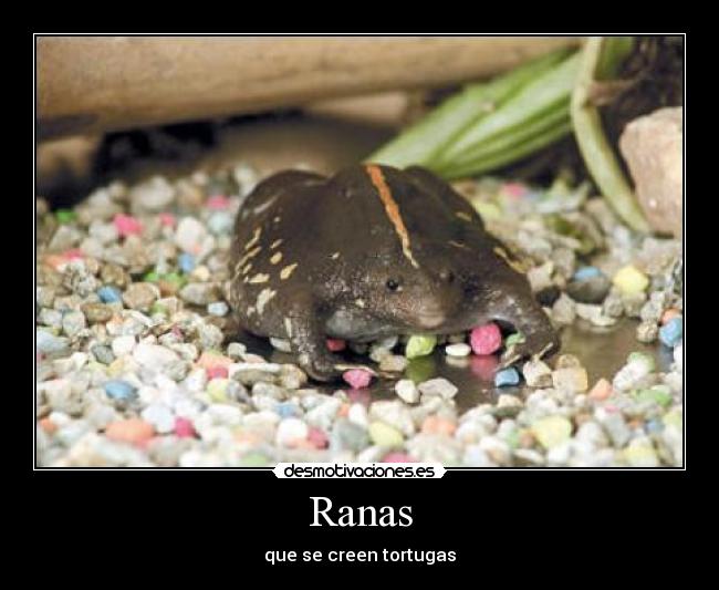 Ranas - que se creen tortugas