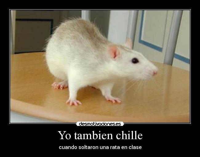 Yo tambien chille - cuando soltaron una rata en clase