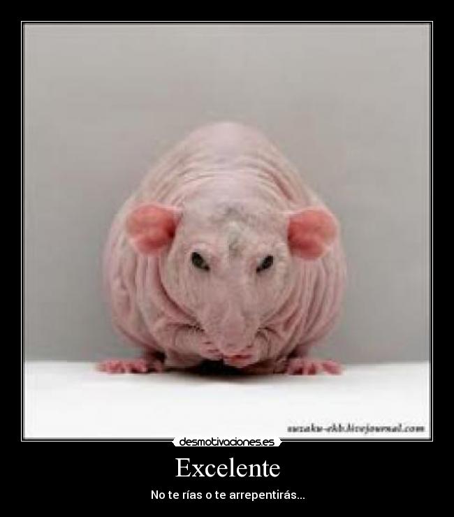 Excelente - No te rías o te arrepentirás...