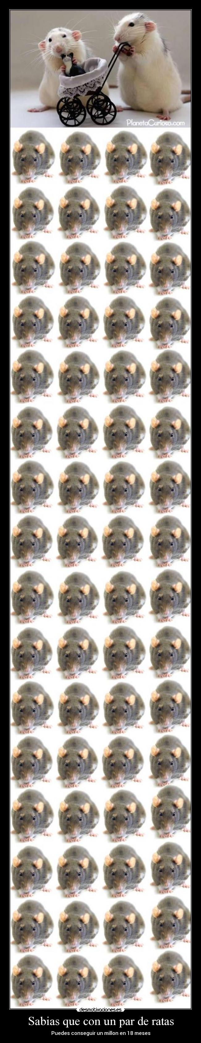 Sabias que con un par de ratas -